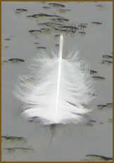 Swan Feather photo