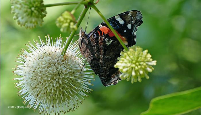 Admiral on Button Flower