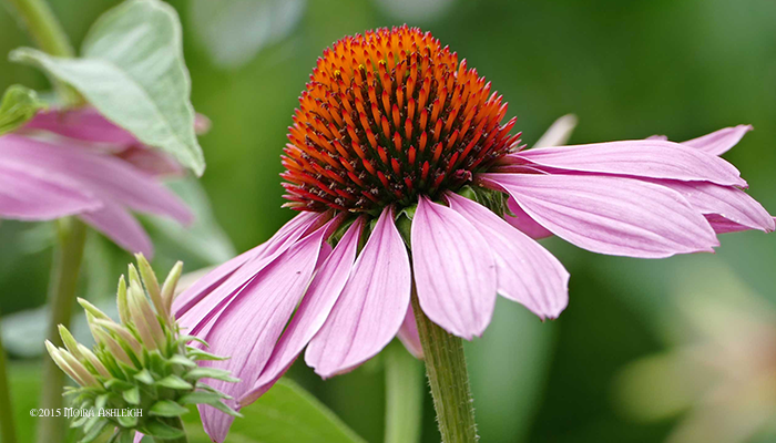 Cone Flower Solo