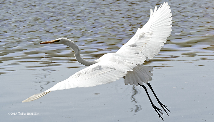 Egret Wings