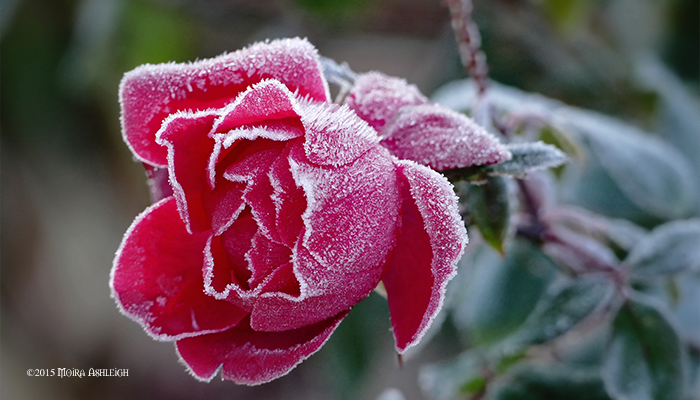 Frozen Rose