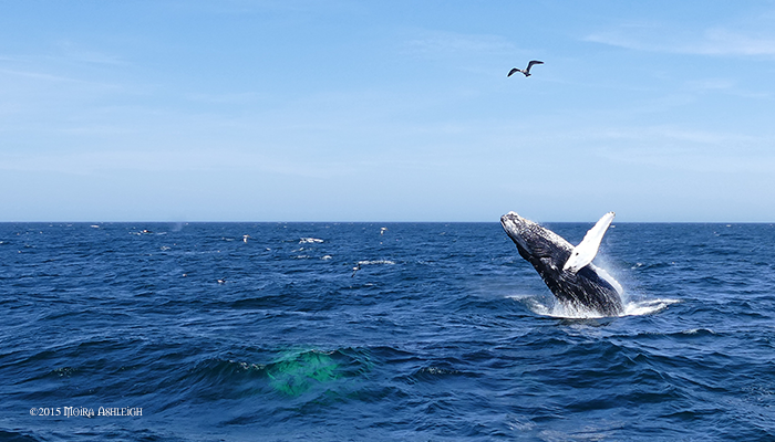 Humpback Whale Breach